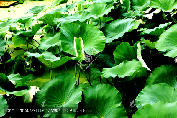 香河慶功臺(tái)萬畝荷花公園