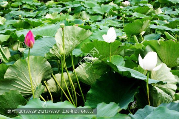 荷花