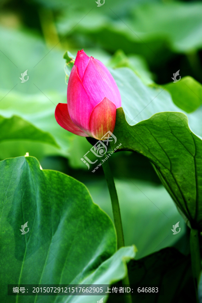 紅蓮花