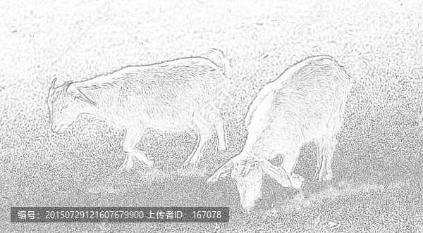 動物素材,羊