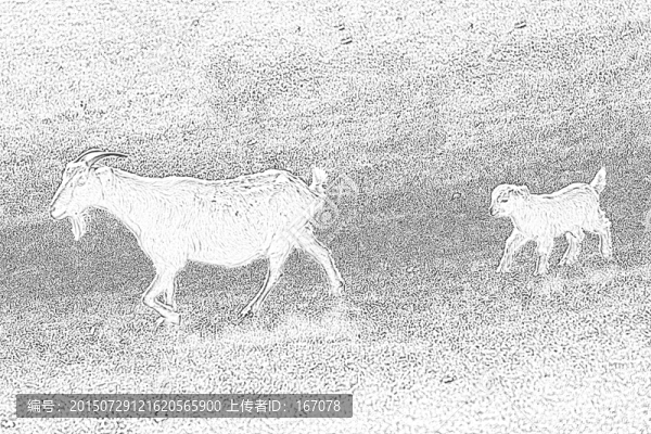 動物素材,羊