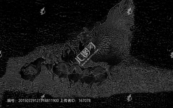 母雞,雞仔