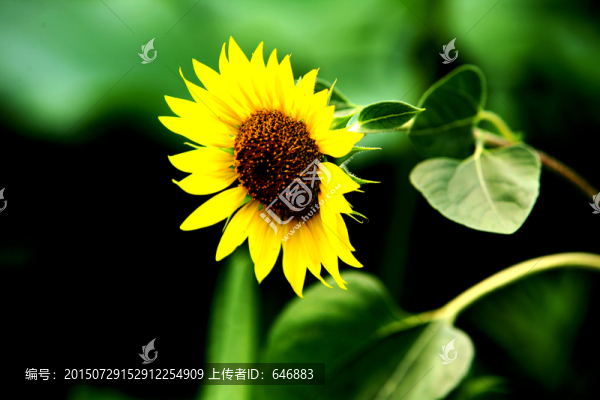 向日葵