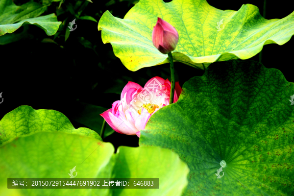 紅蓮花
