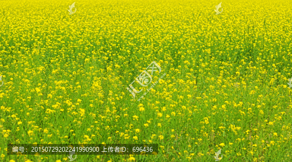 油菜花地