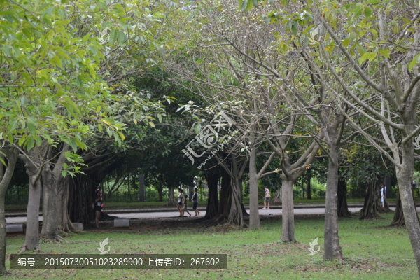 樹林