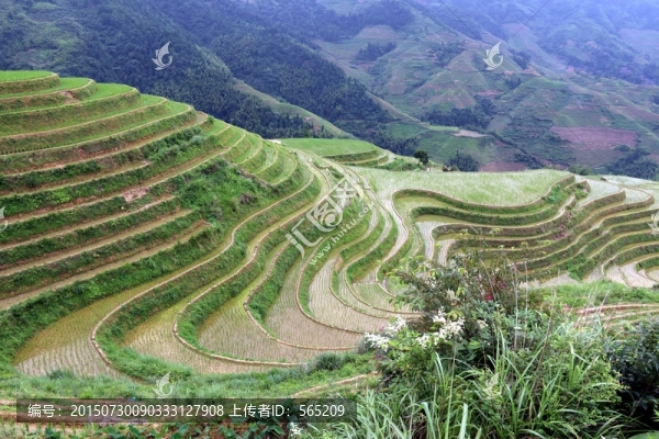 龍脊梯田
