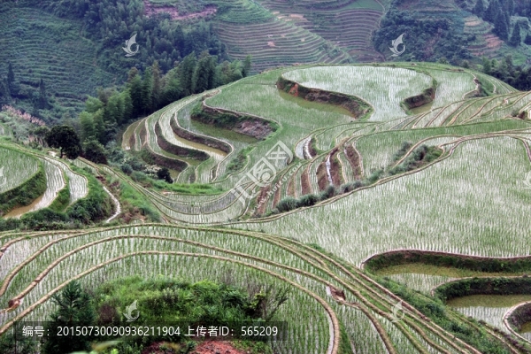 龍脊梯田