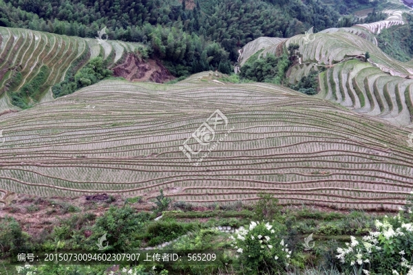 龍脊梯田