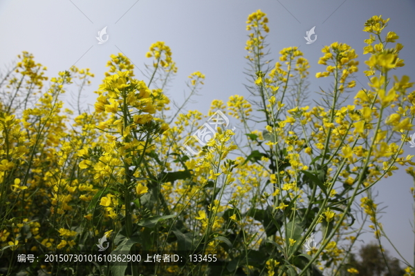油菜花
