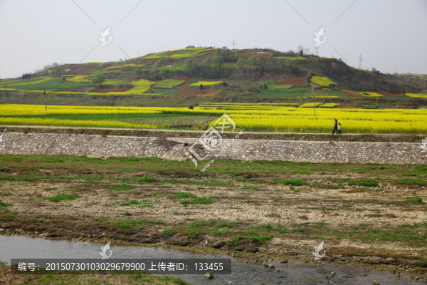 油菜花海