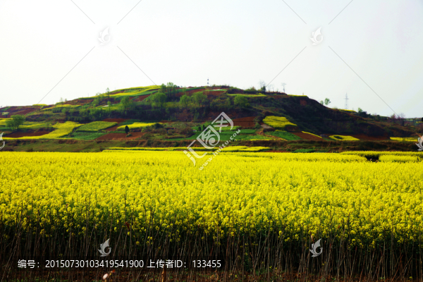 油菜花海