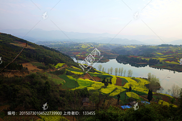 油菜花海