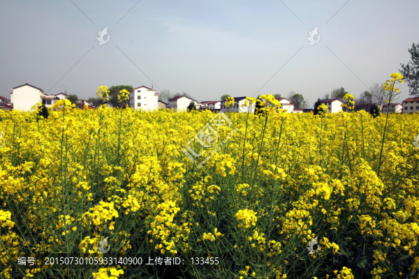 油菜花海