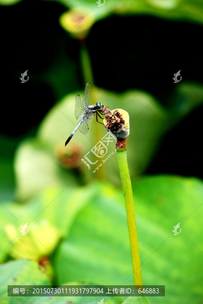 蜻蜓