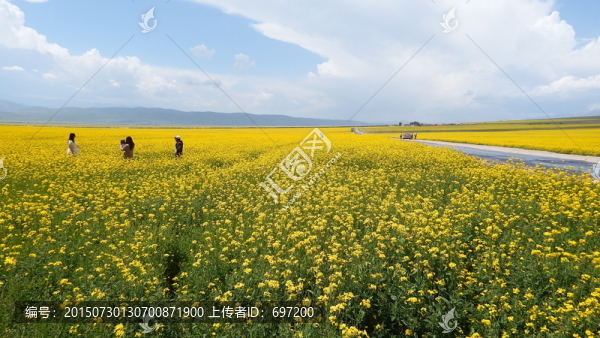 門(mén)源油菜花海