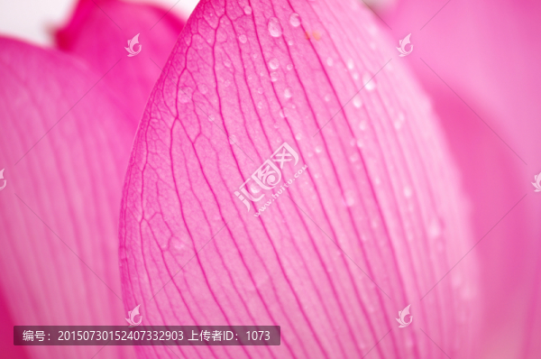 詩(shī)情畫意唯美荷花