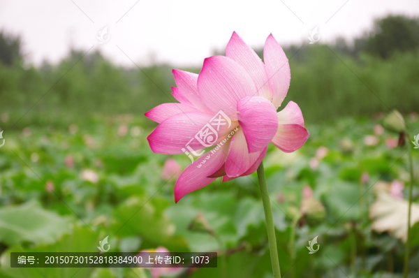 詩情畫意唯美荷花