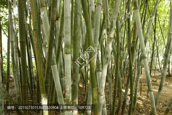 竹節(jié)