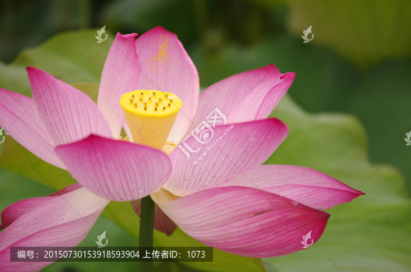 詩(shī)情畫意唯美荷花