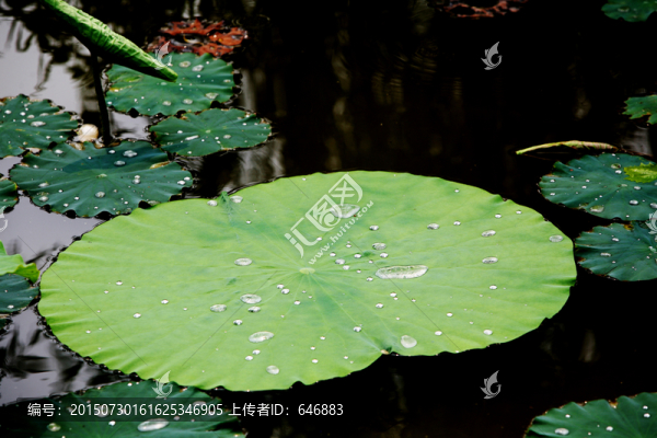 荷葉