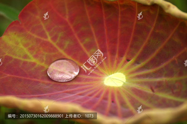 詩情畫意唯美荷花