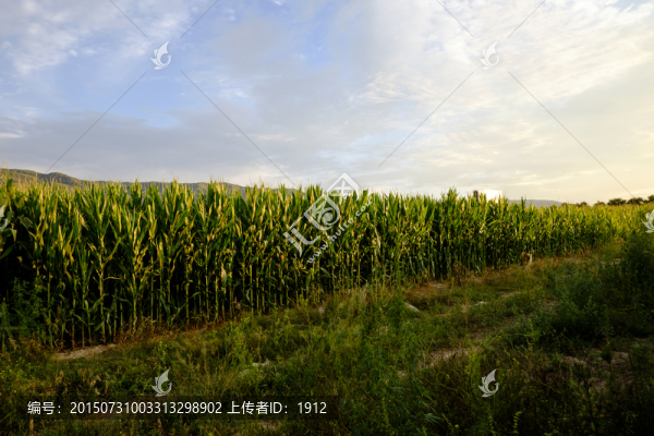 田野