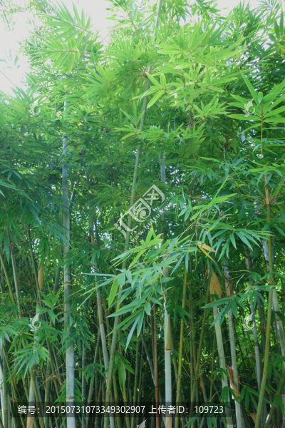 竹節(jié)