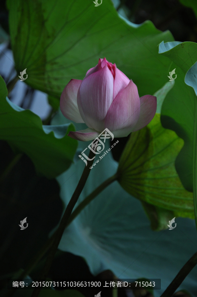夏荷