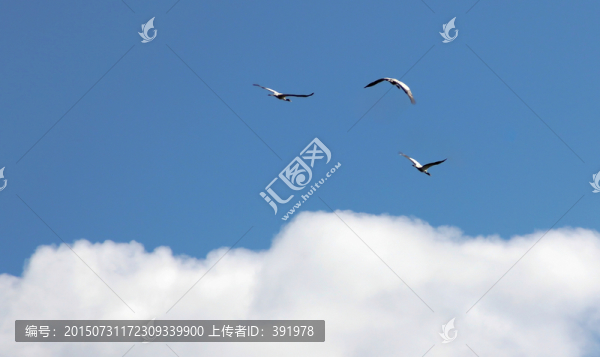 飛翔的鳥