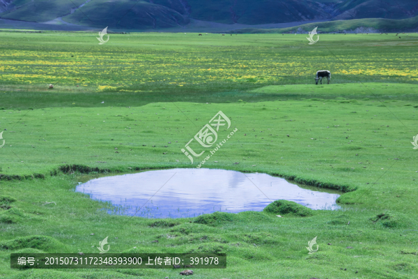 高原草場