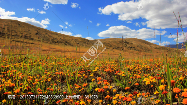 漫山鮮花
