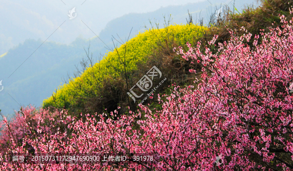 漫山鮮花