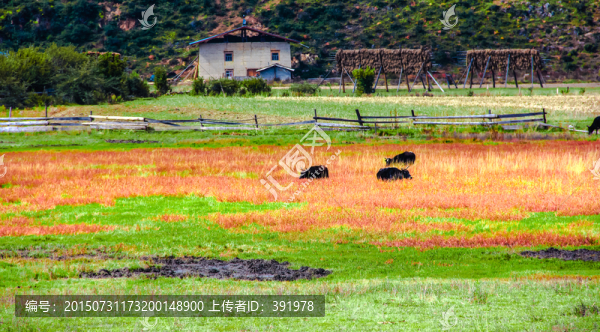 紅草地