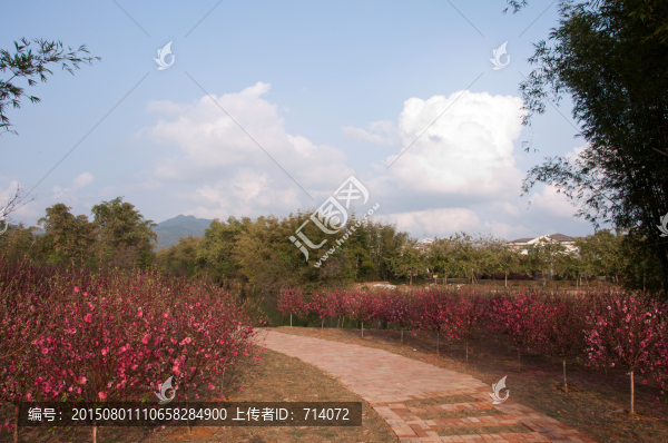 桃花從