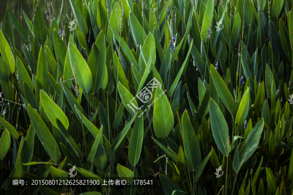 植物枝葉