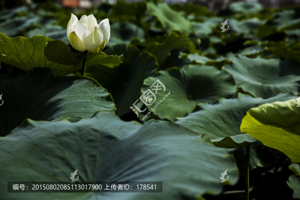 荷花