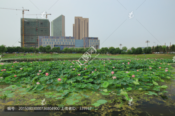 荷花