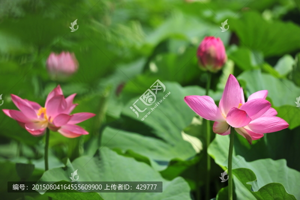 荷花,荷花池