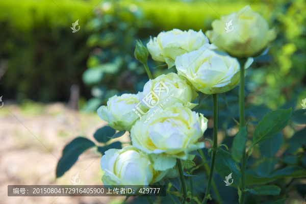 白色月季花