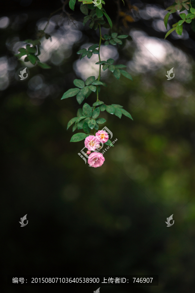 一枝薔薇