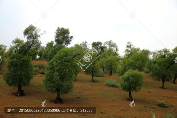 柳樹林