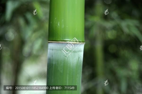 竹子,竹節(jié)