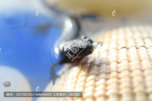 中華蠑螈