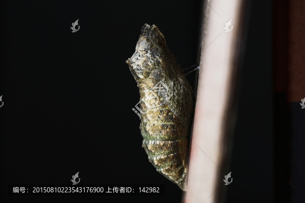 蝶蛹