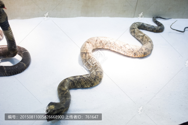 蛇標(biāo)本