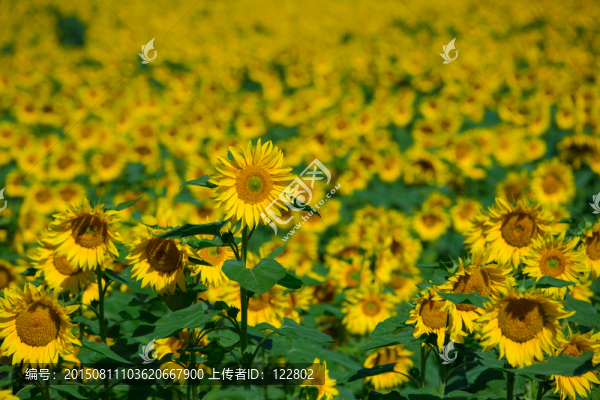 向陽花