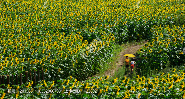 向陽花