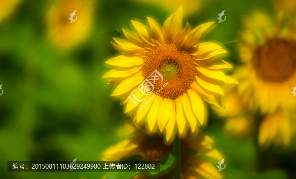 向陽(yáng)花
