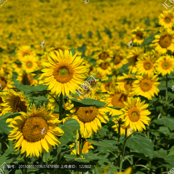向陽(yáng)花